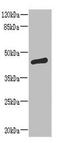 Alpha-N-acetylgalactosaminide alpha-2,6-sialyltransferase 2 antibody, LS-C398581, Lifespan Biosciences, Western Blot image 