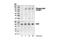 GRB2 Associated Binding Protein 1 antibody, 3234P, Cell Signaling Technology, Western Blot image 