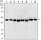 ST13 Hsp70 Interacting Protein antibody, LS-C171485, Lifespan Biosciences, Western Blot image 