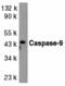 Caspase 9 antibody, MBS150486, MyBioSource, Western Blot image 