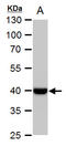 Wnt Family Member 11 antibody, TA308507, Origene, Western Blot image 