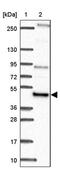 NFS1 Cysteine Desulfurase antibody, PA5-63017, Invitrogen Antibodies, Western Blot image 