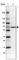 Transmembrane 9 Superfamily Member 4 antibody, HPA064099, Atlas Antibodies, Western Blot image 