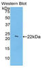 Haptoglobin antibody, LS-C294382, Lifespan Biosciences, Western Blot image 
