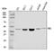 Presenilin 1 antibody, A00138-3, Boster Biological Technology, Western Blot image 