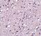 Tachykinin Receptor 3 antibody, PA5-20392, Invitrogen Antibodies, Immunohistochemistry paraffin image 