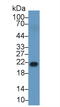 Retinol Binding Protein 4 antibody, MBS2004467, MyBioSource, Western Blot image 