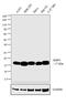 Eukaryotic Translation Initiation Factor 4E Binding Protein 1 antibody, AHO1382, Invitrogen Antibodies, Western Blot image 