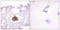 Protein Kinase, DNA-Activated, Catalytic Subunit antibody, LS-C117885, Lifespan Biosciences, Immunohistochemistry paraffin image 
