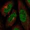 Cyclin Dependent Kinase 13 antibody, PA5-63692, Invitrogen Antibodies, Immunofluorescence image 