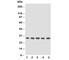 Tissue factor pathway inhibitor 2 antibody, R30353, NSJ Bioreagents, Western Blot image 