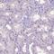 Solute Carrier Family 35 Member C1 antibody, HPA064001, Atlas Antibodies, Immunohistochemistry paraffin image 