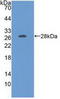 Folate Receptor Alpha antibody, abx102562, Abbexa, Western Blot image 