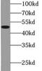 Flavin Containing Dimethylaniline Monoxygenase 2 antibody, FNab03169, FineTest, Western Blot image 