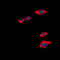 Prostaglandin D2 Receptor antibody, LS-B14180, Lifespan Biosciences, Immunofluorescence image 