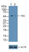 Serpin Family A Member 7 antibody, LS-C296649, Lifespan Biosciences, Western Blot image 