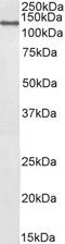 Cell Cycle And Apoptosis Regulator 2 antibody, PA5-37959, Invitrogen Antibodies, Western Blot image 