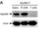 MYD88 Innate Immune Signal Transduction Adaptor antibody, 2127, QED Bioscience, Western Blot image 