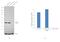 Aldolase, Fructose-Bisphosphate A antibody, PA5-17415, Invitrogen Antibodies, Western Blot image 