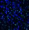 T Cell Immunoreceptor With Ig And ITIM Domains antibody, LS-C669099, Lifespan Biosciences, Immunofluorescence image 