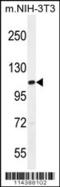 TATA-Box Binding Protein Associated Factor 1 antibody, 56-031, ProSci, Western Blot image 