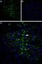 Calcium Voltage-Gated Channel Auxiliary Subunit Gamma 6 antibody, PA5-77348, Invitrogen Antibodies, Immunohistochemistry frozen image 