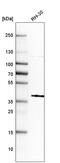 SIX Homeobox 1 antibody, HPA001893, Atlas Antibodies, Western Blot image 