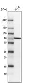 Sphingosine-1-Phosphate Lyase 1 antibody, HPA021125, Atlas Antibodies, Western Blot image 