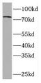 Nuclear Receptor Subfamily 4 Group A Member 1 antibody, FNab05935, FineTest, Western Blot image 