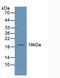 Ubiquitin Conjugating Enzyme E2 C antibody, MBS2026654, MyBioSource, Western Blot image 