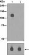 Minichromosome Maintenance Complex Component 2 antibody, ab109133, Abcam, Western Blot image 