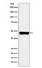 Regulator Of Chromosome Condensation 1 antibody, M02719, Boster Biological Technology, Western Blot image 