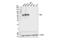 CD5 Molecule antibody, 39300S, Cell Signaling Technology, Western Blot image 