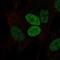 Paired Related Homeobox 2 antibody, HPA006607, Atlas Antibodies, Immunofluorescence image 