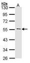 Myocyte Enhancer Factor 2A antibody, PA5-27344, Invitrogen Antibodies, Western Blot image 