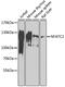 Nuclear Factor Of Activated T Cells 2 antibody, 15-417, ProSci, Western Blot image 