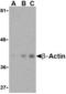 Beta-Actin antibody, AHP1629, Bio-Rad (formerly AbD Serotec) , Immunohistochemistry frozen image 