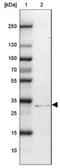 CD40 Molecule antibody, NBP2-33957, Novus Biologicals, Western Blot image 