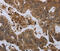Glycoprotein Ib Platelet Subunit Alpha antibody, MBS2523683, MyBioSource, Immunohistochemistry frozen image 