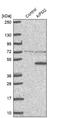 Apoptosis Inducing Factor Mitochondria Associated 2 antibody, NBP1-90176, Novus Biologicals, Western Blot image 