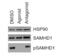 SAM And HD Domain Containing Deoxynucleoside Triphosphate Triphosphohydrolase 1 antibody, A00592T592, Boster Biological Technology, Western Blot image 