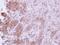 C-C Motif Chemokine Ligand 14 antibody, NBP2-15760, Novus Biologicals, Immunohistochemistry frozen image 