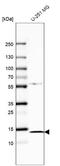 Fatty Acid Binding Protein 7 antibody, NBP1-88648, Novus Biologicals, Western Blot image 