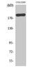 BCL6 Corepressor antibody, PA5-50919, Invitrogen Antibodies, Western Blot image 