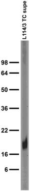 Parvalbumin antibody, 75-455, Antibodies Incorporated, Western Blot image 