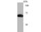 SAM And HD Domain Containing Deoxynucleoside Triphosphate Triphosphohydrolase 1 antibody, NBP2-75655, Novus Biologicals, Western Blot image 