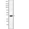 Olfactory Receptor Family 4 Subfamily K Member 2 antibody, abx217528, Abbexa, Western Blot image 