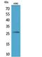 Fibroblast Growth Factor 16 antibody, STJ96806, St John