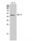 Bone morphogenetic protein 15 antibody, LS-C387738, Lifespan Biosciences, Western Blot image 