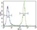 Fibroblast growth factor receptor 2 antibody, F50619-0.4ML, NSJ Bioreagents, Western Blot image 